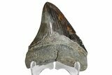 Fossil Megalodon Tooth - Colorful Blade #168058-1